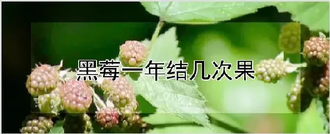 黑莓一年结几次果 | 养殖技术
