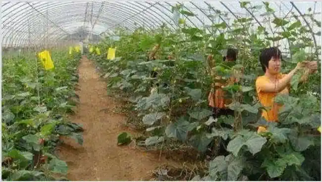 黄瓜的落蔓技术 | 种植资料