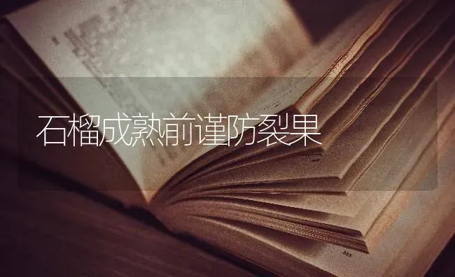石榴成熟前谨防裂果 | 瓜果种植