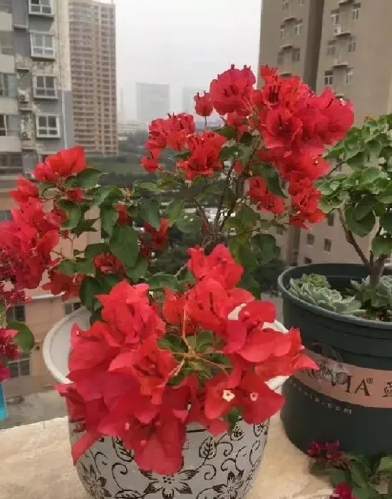 养殖科普|如何去除花盆上的碱垢（花盆上残留的白色水碱怎么去除）