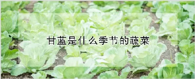 甘蓝是什么季节的蔬菜 | 农业技术