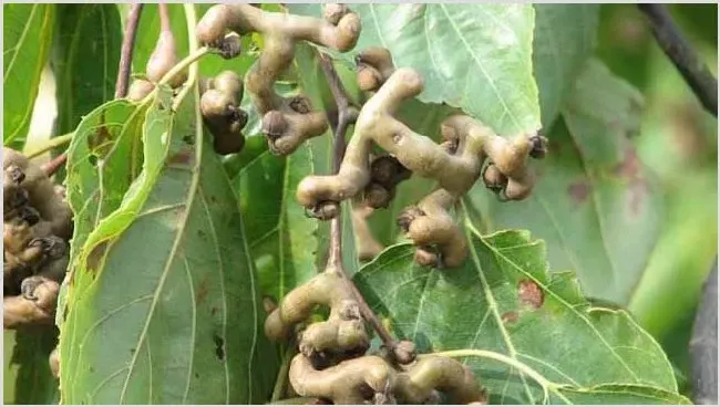 拐枣种植技术及5个技巧 | 耕种资料