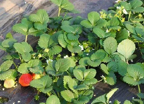 冬天植物|草莓怕冻吗