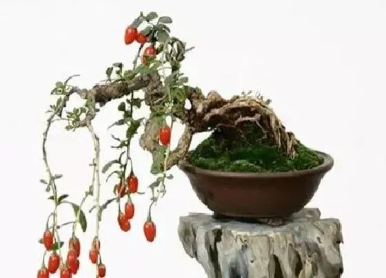 植物修剪|枸杞盆景怎么修剪方法