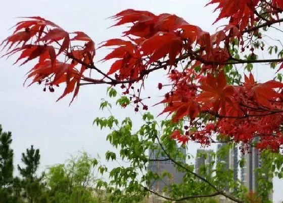 植物百科|红枫树开花吗 开花什么样子