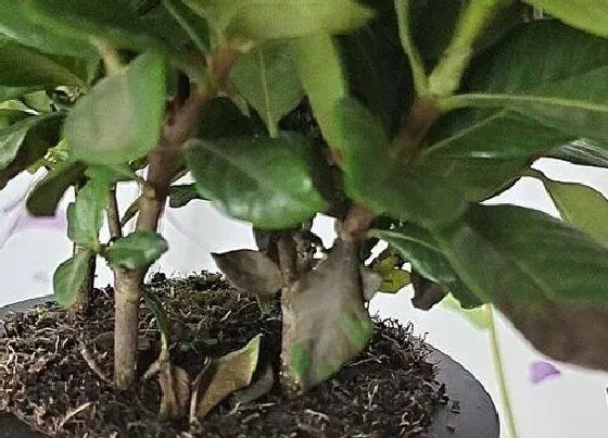 冬天植物|飘香藤冬天掉叶子吗