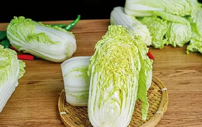 植物百科|娃娃菜是白菜心吗
