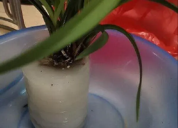 植物浇水|多菌灵的水可以浇多肉吗