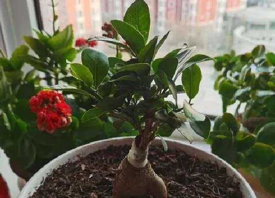 植物修剪|盆栽榕树怎么修剪方法