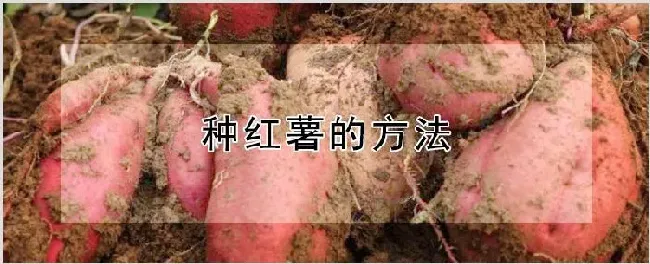 种红薯的方法 | 种植技术