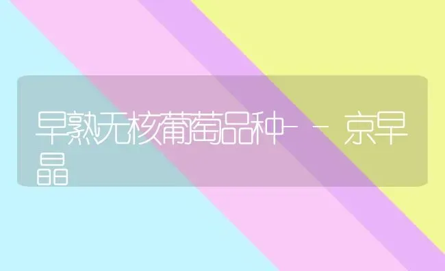 早熟无核葡萄品种--京早晶 | 瓜果种植