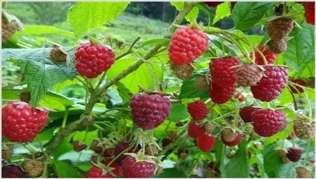 树莓种植管理介绍 | 农业科普