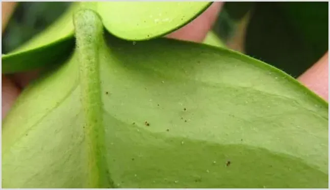 柚子锈蜘蛛危害及防治方法 | 植物病害