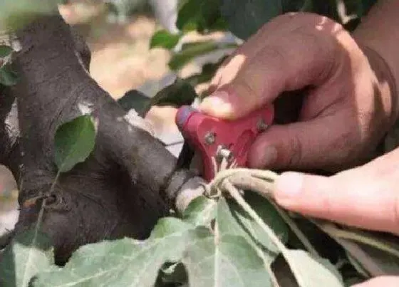 种植方法|石榴环剥最佳时间和技术方法