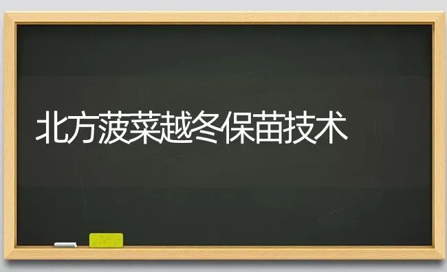 北方菠菜越冬保苗技术 | 蔬菜种植