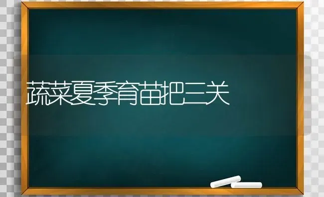 蔬菜夏季育苗把三关 | 蔬菜种植