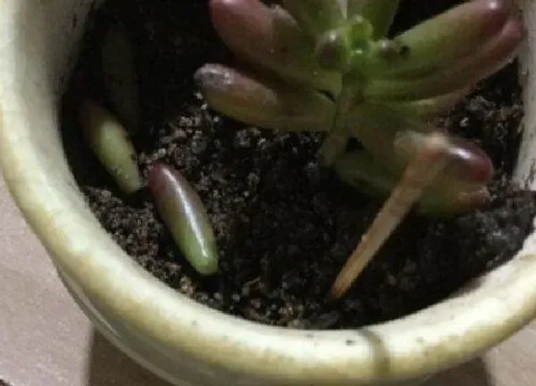 植物扦插|虹之玉的扦插方法 虹之玉怎么叶插繁殖