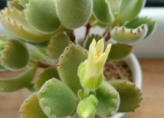 植物百科|熊童子会开花吗 开花后会死吗