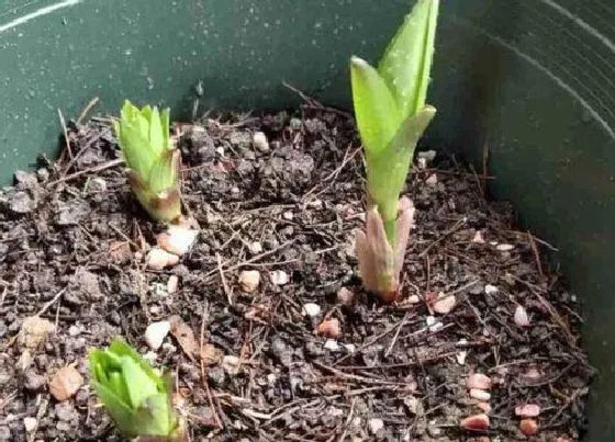 植物繁殖|郁金香怎么繁殖新种球，郁金香花如何培育与栽种种球）