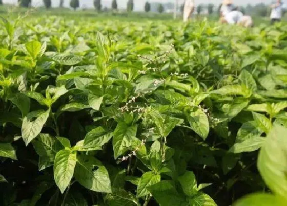 植物百科|蓝草是什么植物 属于什么科植物