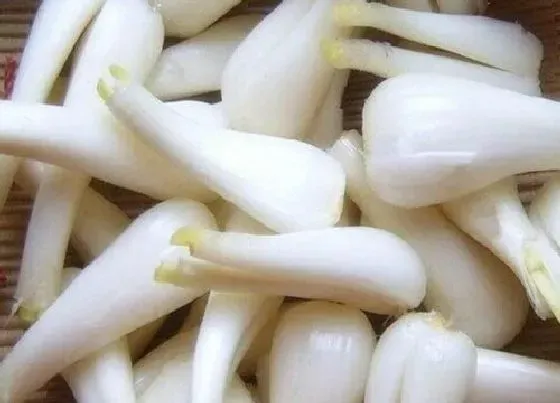 果实成熟|荞头什么时候上市 几月份收获