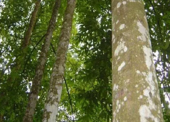 植物种类|沉香木是什么树 长什么样子