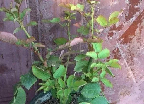 种植土壤|月季土怎么配营养透气 盆栽月季最佳配土比例
