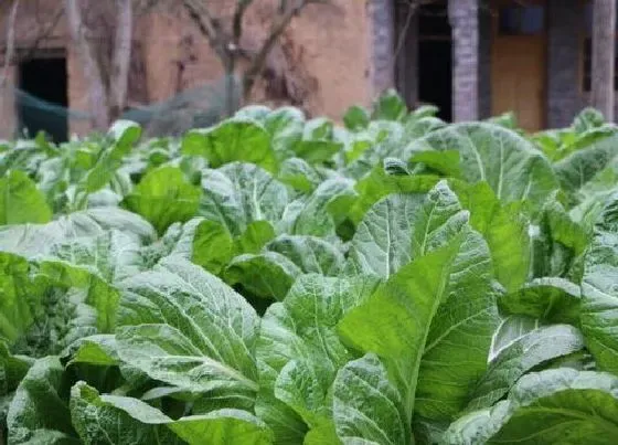 植物百科|田菜又叫什么名字