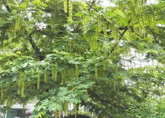 种植管理|杨树生长速度快慢 一年能长多少