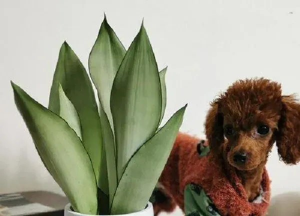 植物浇水|可乐可以浇虎皮兰吗