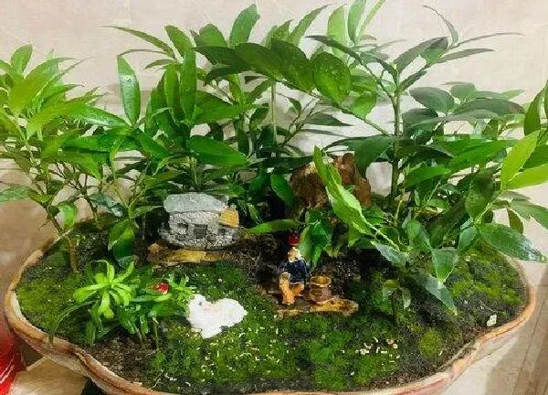 植物浇水|如何给花浇水才正确（长期不浇花不让花枯死的秘诀）