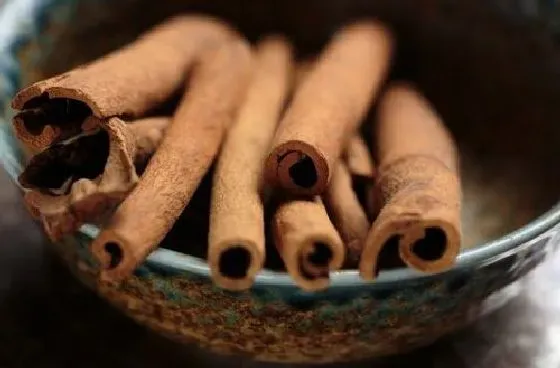 植物百科|肉桂和桂皮一样吗 是同一种东西吗[区别]