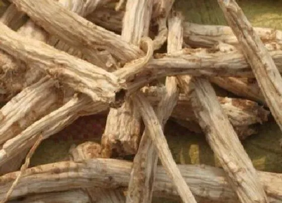 根部|山桔梗是什么植物的根