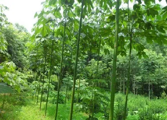 树之最|树皮光滑的树有哪些