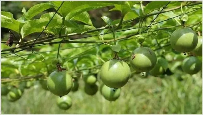 百香果卷须怎么处理 | 种植技术