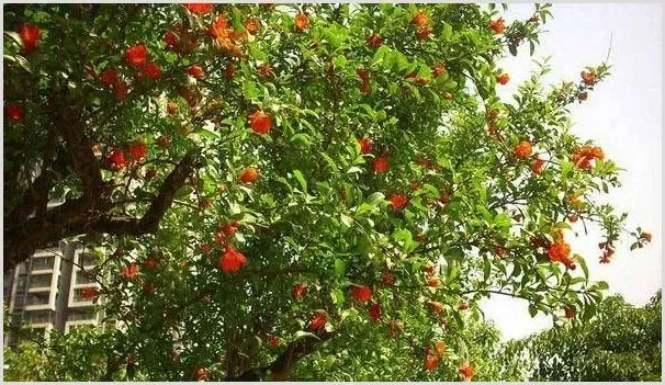 石榴的高产种植技术要点 | 耕种资料