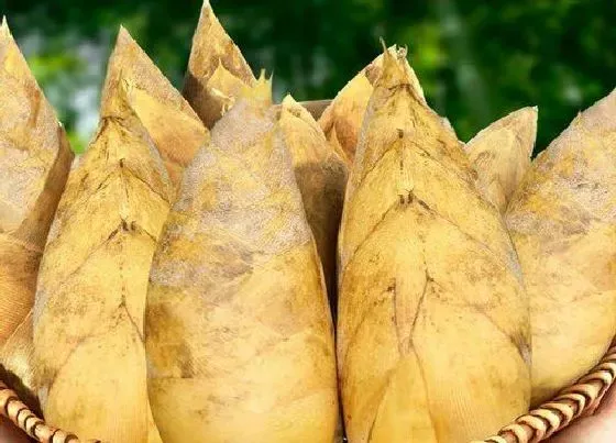 植物种类|笋类蔬菜有哪些 属于笋类蔬菜的名称及图片
