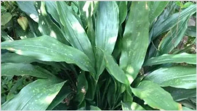 一叶兰冬季该怎么养 | 种植技术
