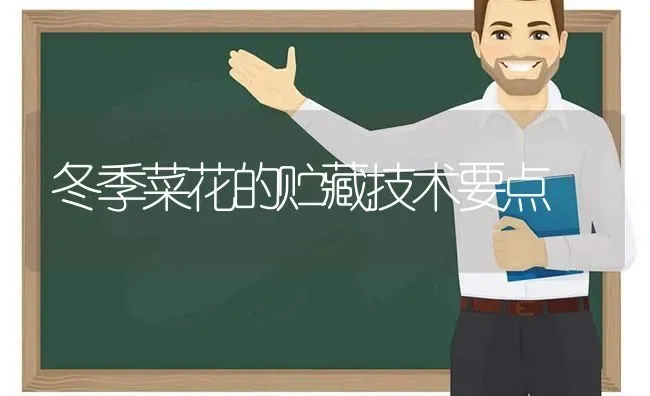 冬季菜花的贮藏技术要点 | 蔬菜种植