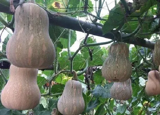 种植管理|南瓜适合几月份种植