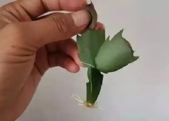 根部|蟹爪兰的根是什么样子的