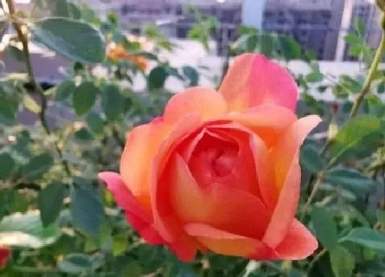花期|蔷薇花期多久时间