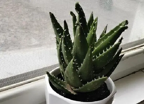 植物毒性|芦荟有毒吗 可以放在室内养吗