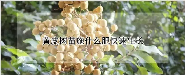 黄皮树苗施什么肥快速生长 | 种植资料