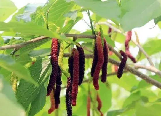冬天植物|长果桑耐寒吗