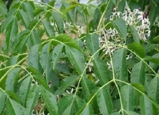 植物百科|苦粒子树又叫什么树