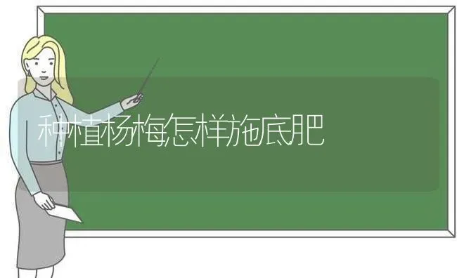 种植杨梅怎样施底肥 | 植物种植百科