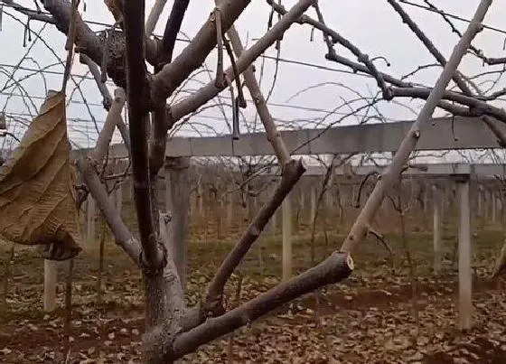 植物修剪|猕猴桃什么时候剪枝合适