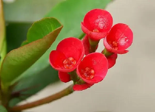 植物浇水|虎刺梅浇水要浇透吗 浇水浇多少合适