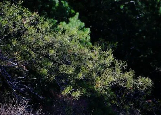 植物种类|松是裸子植物吗